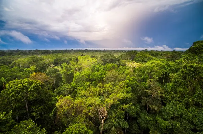 Exploring the Amazon Forest, the Door to the World and Unique Plants